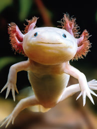 ķ
