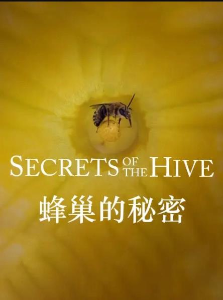 䳲