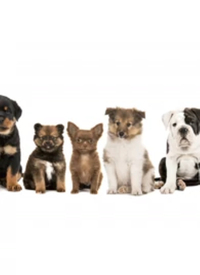 ��¼Ƭ�������ȳ�